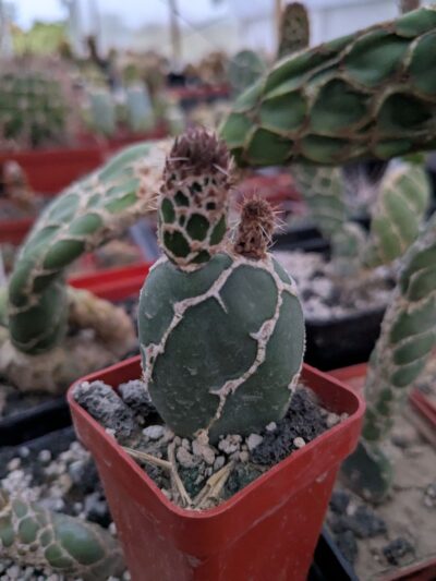Opuntia zebrina reticulata