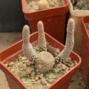 Puna clavarioides