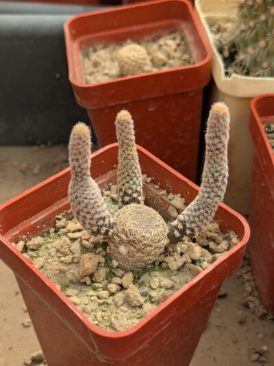 Puna clavarioides