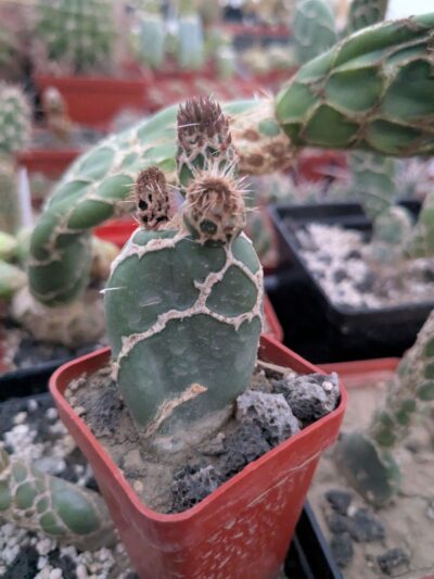 Opuntia zebrina reticulata - Зображення 2