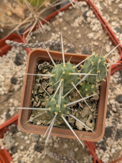Maihueniopsis platyacantha - Зображення 2