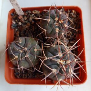 Gymnocalycium mazanense JL12
