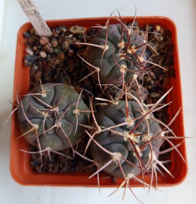 Gymnocalycium mazanense JL12