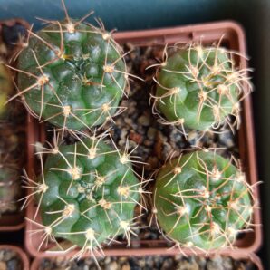 Gymnocalycium capillaense JO213 Tanti, Cordoba