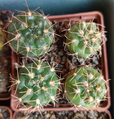 Gymnocalycium capillaense JO213 Tanti, Cordoba