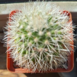 Mammillaria ernestii albispinum