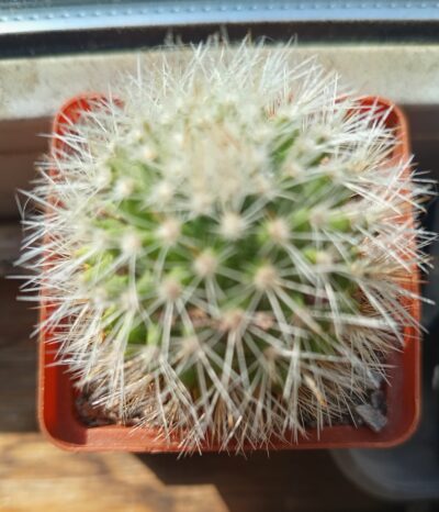Mammillaria ernestii albispinum