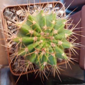 Acanthocalycium violaceum