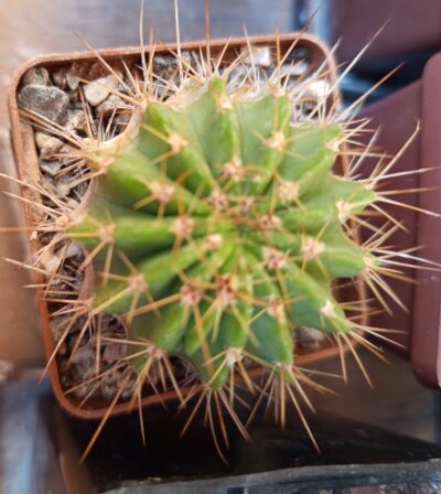 Acanthocalycium violaceum