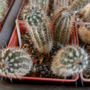Setiechinopsis mirabilis | 86