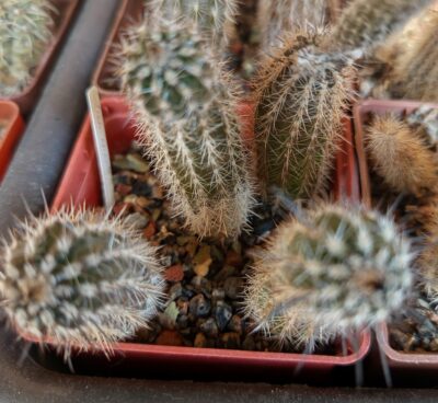 Setiechinopsis mirabilis