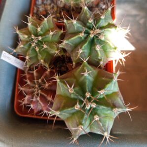 Gymnocalycium friedrichii