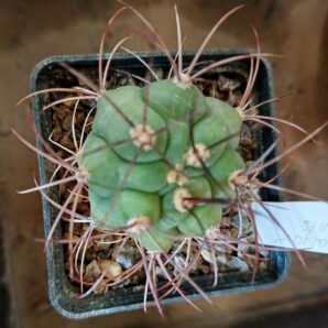 Gymnocalycium saglionis