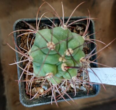 Gymnocalycium saglionis