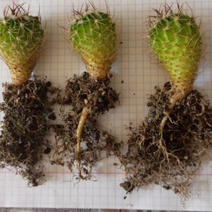 Echinofossulocactus crispatus