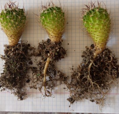 Echinofossulocactus crispatus