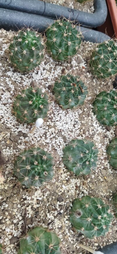 Lobivia jajoiana cv. Anemone. Дорослі рослини. - Зображення 4