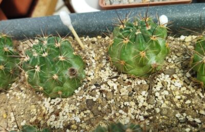 Lobivia jajoiana cv. Anemone. Дорослі рослини. - Зображення 5