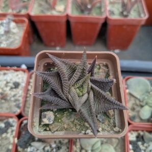 Haworthia limifolia