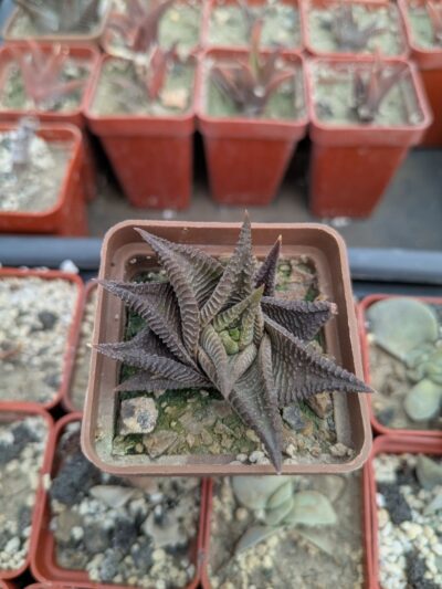 Haworthia limifolia
