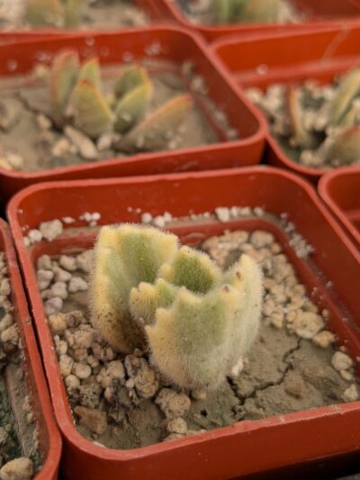 Cotyledon tomentosa variegata