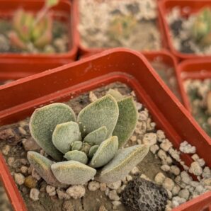 Crassula tecta hybrid