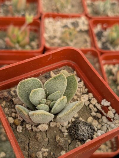 Crassula tecta hybrid