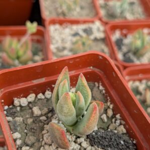 Crassula ausensis hybrid