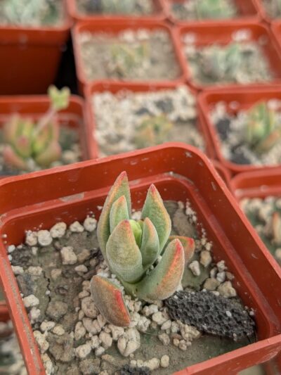 Crassula ausensis hybrid