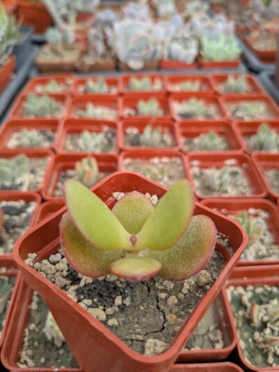 Crassula ovata