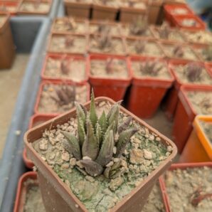 Haworthia chloracantha v. denticulifera