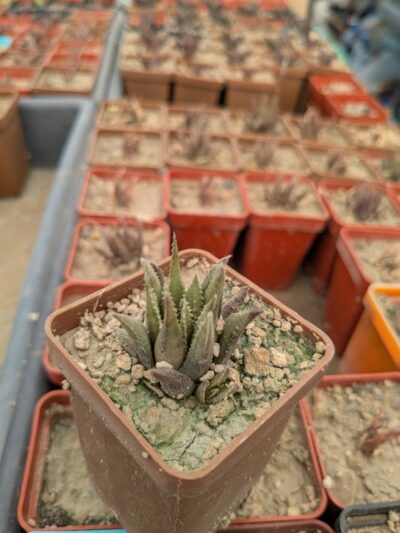 Haworthia chloracantha v. denticulifera