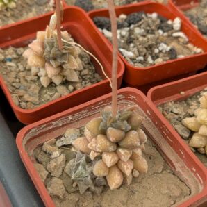 Anacampseros filamentosa