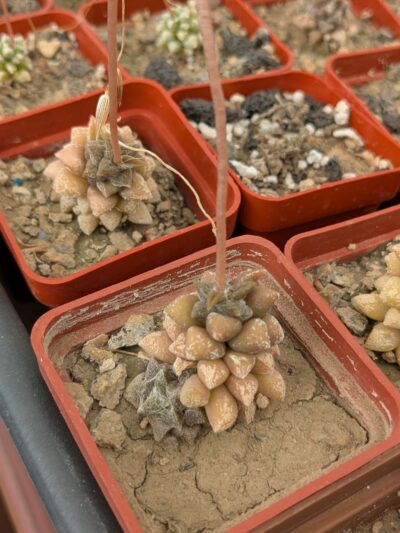 Anacampseros filamentosa