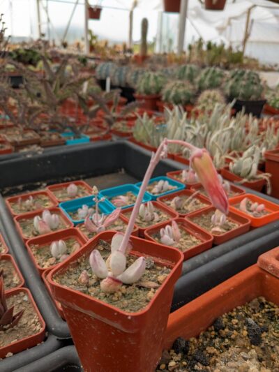 Cotyledon orbiculata Oophylla - Зображення 2