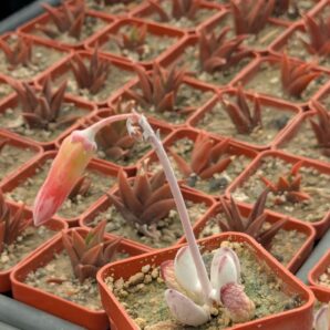 Cotyledon orbiculata Oophylla