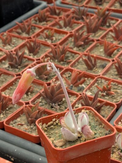Cotyledon orbiculata Oophylla