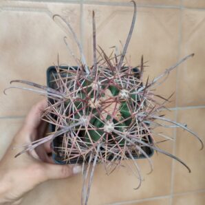 Ferocactus acanthodes