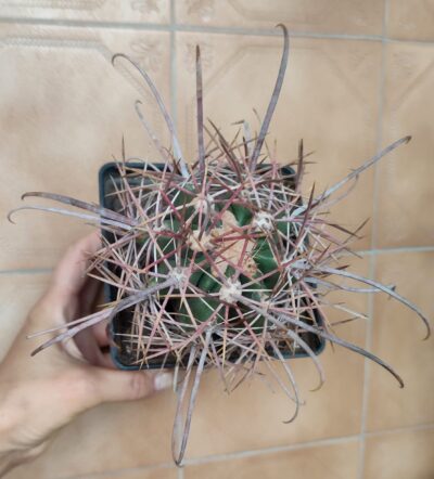 Ferocactus acanthodes