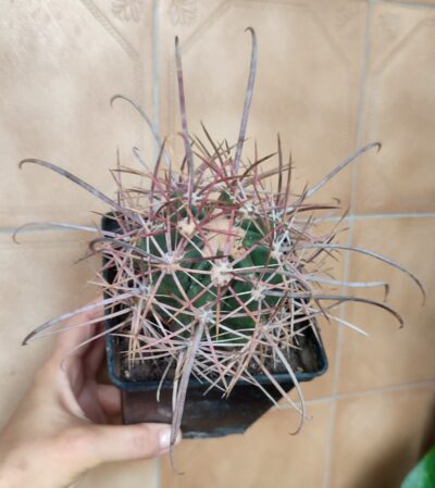 Ferocactus acanthodes - Зображення 2