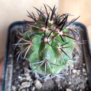 Copiapoa coquimbana PV2428