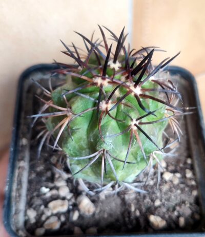 Copiapoa coquimbana PV2428