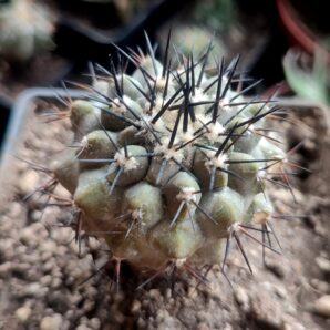 Copiapoa calderana