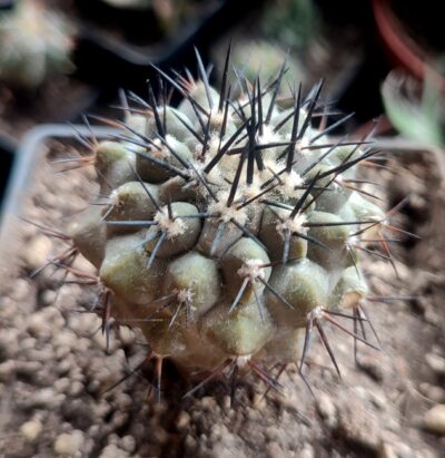Copiapoa calderana