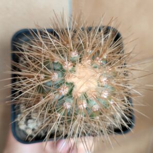 Copiapoa krainziana var. scopulina