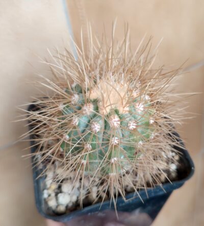 Copiapoa krainziana var. scopulina - Зображення 2