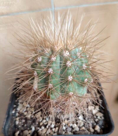 Copiapoa krainziana var. scopulina - Зображення 3