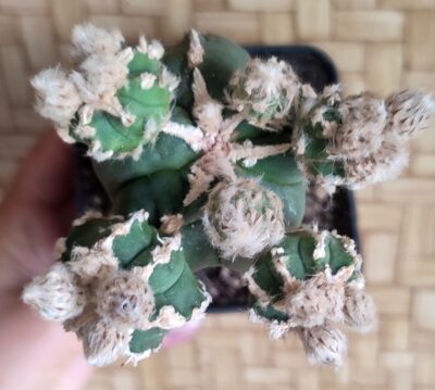 Astrophytum myriostigma Hakujo Fukuryu - Зображення 2