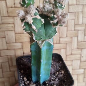 Astrophytum myriostigma Hakujo Fukuryu