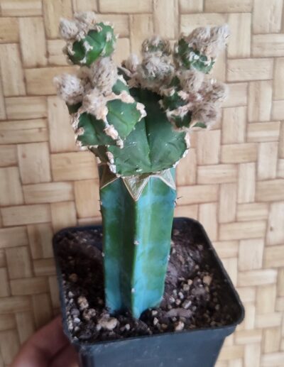 Astrophytum myriostigma Hakujo Fukuryu